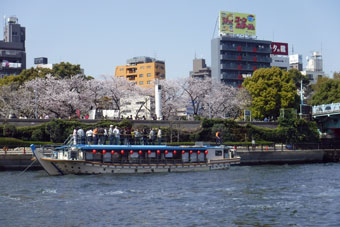 隅田川の桜と屋形船ランチ
