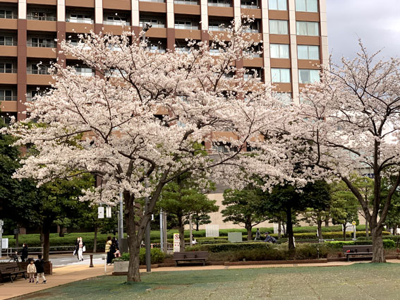 田町駅周辺の桜並木
