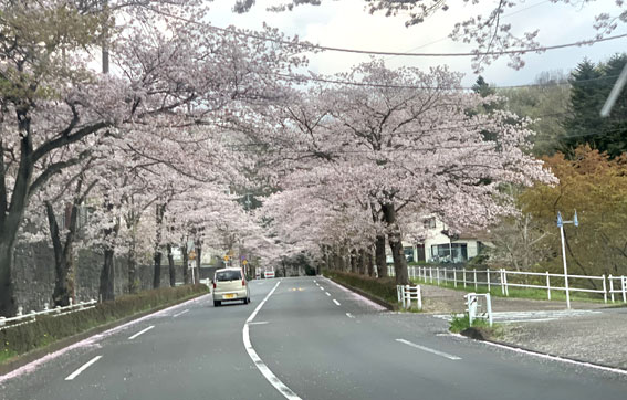 高尾の桜街道