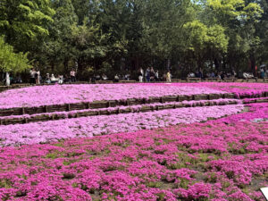 羊山公園～芝桜の丘