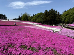 羊山公園～芝桜の丘