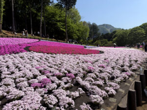 羊山公園～芝桜の丘