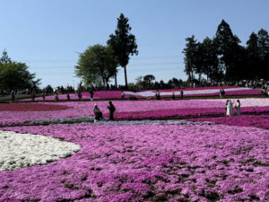 羊山公園～芝桜の丘